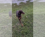 Image preview for Ad Listing. Nickname: Sadie