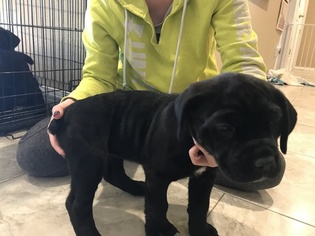 Cane Corso Puppy for sale in AZTEC, NM, USA