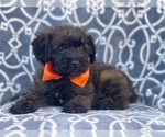 Small Photo #12 Poodle (Miniature)-Shorkie Tzu Mix Puppy For Sale in LAKELAND, FL, USA