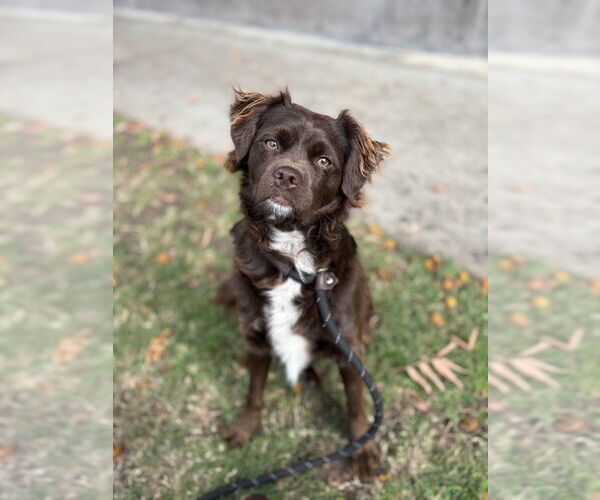 Medium Photo #5 Colonial Cocker Spaniel Puppy For Sale in Studio City, CA, USA