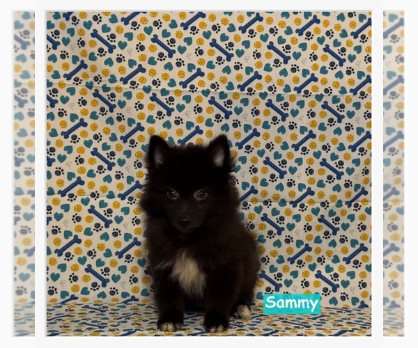 Medium Photo #1 Pomimo Puppy For Sale in CLARKSVILLE, TN, USA