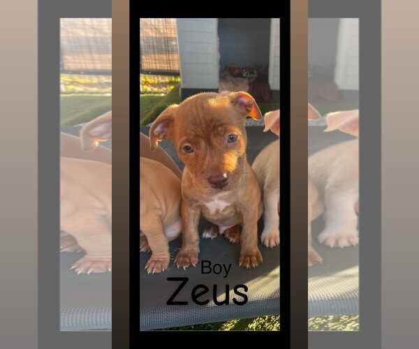 Medium Photo #1 American Pit Bull Terrier-Siberian Husky Mix Puppy For Sale in Turlock, CA, USA