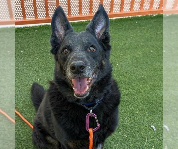Medium Photo #2 German Shepherd Dog-Unknown Mix Puppy For Sale in Las Vegas, NV, USA