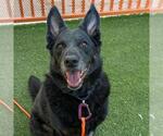 Small #1 German Shepherd Dog Mix