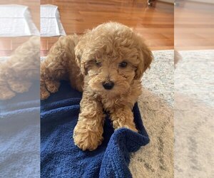 Poodle (Toy) Puppy for sale in CONOVER, NC, USA