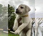 Small Photo #6 Labrador Retriever Puppy For Sale in BIRNAMWOOD, WI, USA