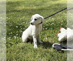 Small #2 Great Pyrenees