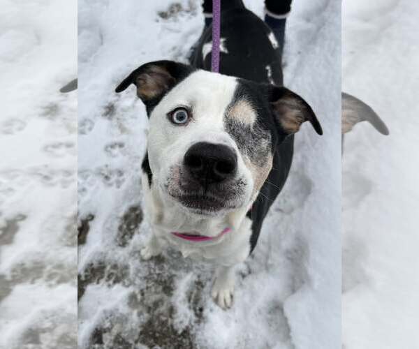 Medium Photo #1 Mutt Puppy For Sale in Clarkston, MI, USA