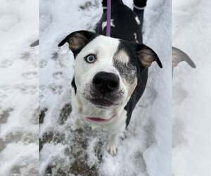 Mutt Dogs for adoption in Clarkston, MI, USA