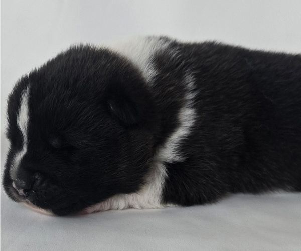 Medium Photo #1 Akita Puppy For Sale in STRAFFORD, MO, USA