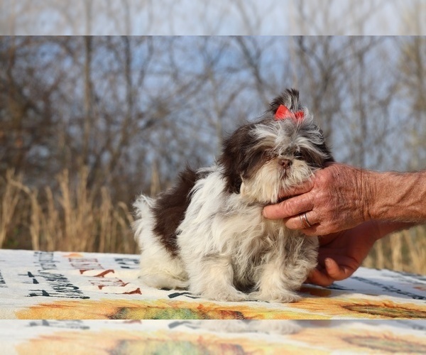 Medium Photo #4 Shih Tzu Puppy For Sale in DYERSBURG, TN, USA