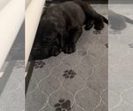 Small Photo #10 Great Dane Puppy For Sale in GASTONIA, NC, USA