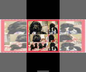 Goldendoodle-Unknown Mix Puppy for sale in MORENO VALLEY, CA, USA