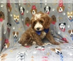 Small #7 Cavapoo
