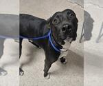 MIDNIGHT - Male Mutt Dog for Adoption - Small photo
