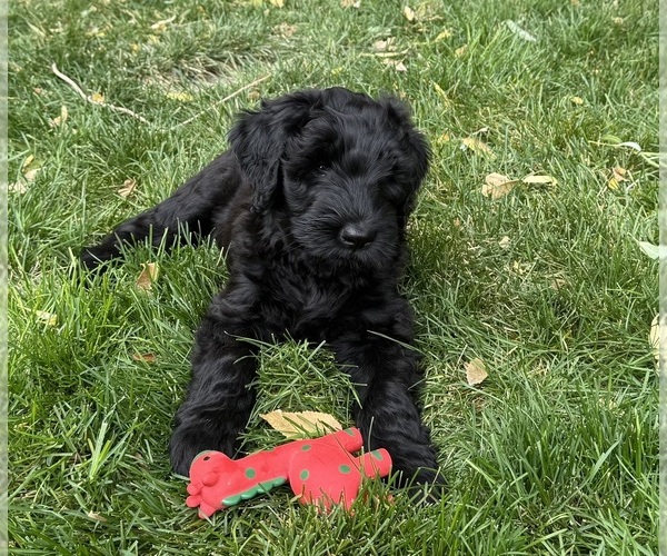 Medium Photo #1 Schnauzer (Giant) Puppy For Sale in BOISE, ID, USA