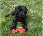 Puppy 2 Schnauzer (Giant)