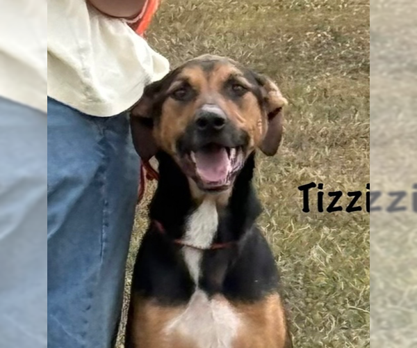 Medium Photo #10 Catahoula Leopard Dog-German Shepherd Dog Mix Puppy For Sale in Bolivar, MO, USA