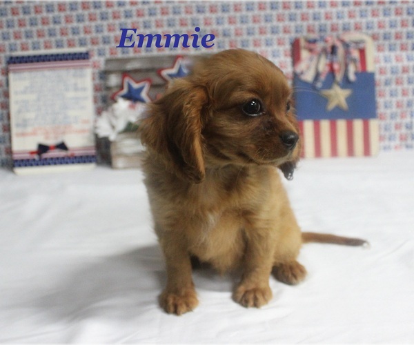 Medium Photo #2 Cavalier King Charles Spaniel Puppy For Sale in CHANUTE, KS, USA