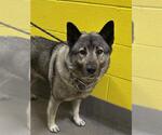 Small Norwegian Elkhound