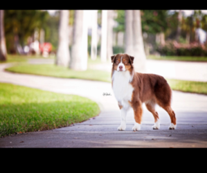 Australian Shepherd Puppy for Sale in ENGLEWOOD, Florida USA