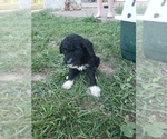 Small Photo #1 Goldendoodle Puppy For Sale in LEBANON, MO, USA
