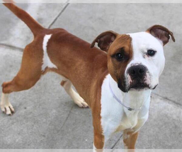 Medium Photo #1 Mutt Puppy For Sale in Martinez, CA, USA