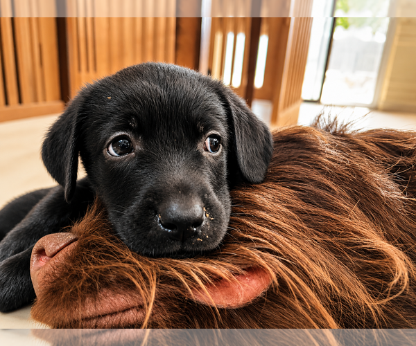 Medium Photo #3 Labrador Retriever-Unknown Mix Puppy For Sale in Clovis, CA, USA