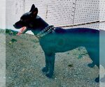 Small #7 Labrador Retriever