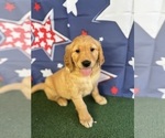 Small #10 Golden Retriever