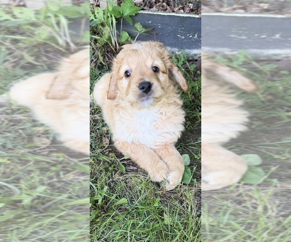 Medium Photo #55 Aussiedoodle Puppy For Sale in ASHEVILLE, NC, USA
