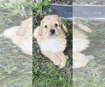 Small #4 Aussiedoodle