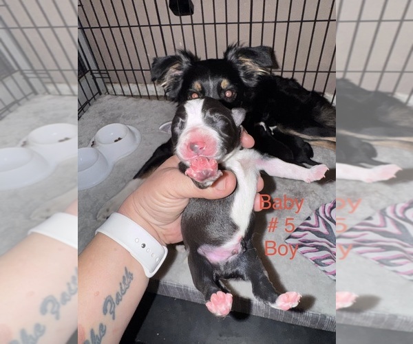 Medium Photo #16 Border-Aussie Puppy For Sale in MADRID, IA, USA