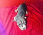 Small #5 American Bully