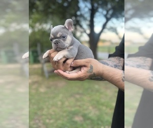 Medium French Bulldog