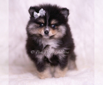 Small #3 Pomeranian