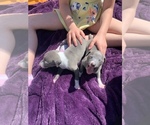 Small Photo #2 Italian Greyhound Puppy For Sale in EAST FARMINGDALE, NY, USA