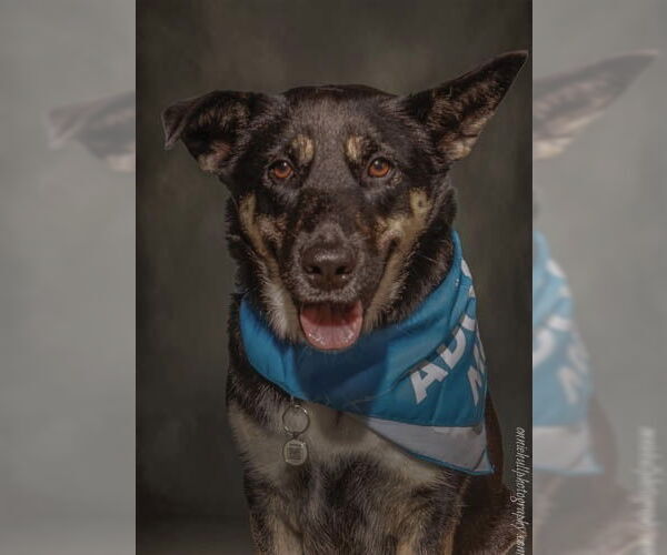 Medium Photo #8 German Shepherd Dog-Unknown Mix Puppy For Sale in Mooresville, NC, USA