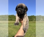 Puppy Tiptoes Mastiff