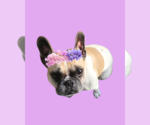 Small French Bulldog