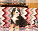 Small Photo #3 Bernese Mountain Dog Puppy For Sale in SHILOH, OH, USA