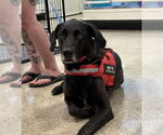 Small #5 Great Dane-Labrador Retriever Mix