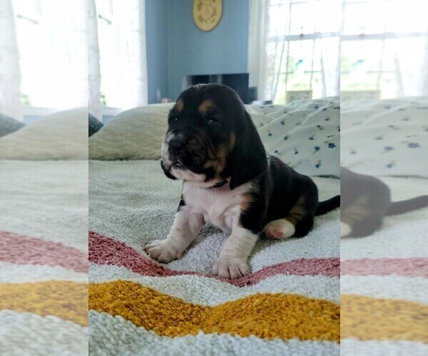 Medium Photo #3 Basset Hound Puppy For Sale in PETERSBURG, IN, USA