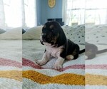 Small Photo #21 Basset Hound Puppy For Sale in PETERSBURG, IN, USA