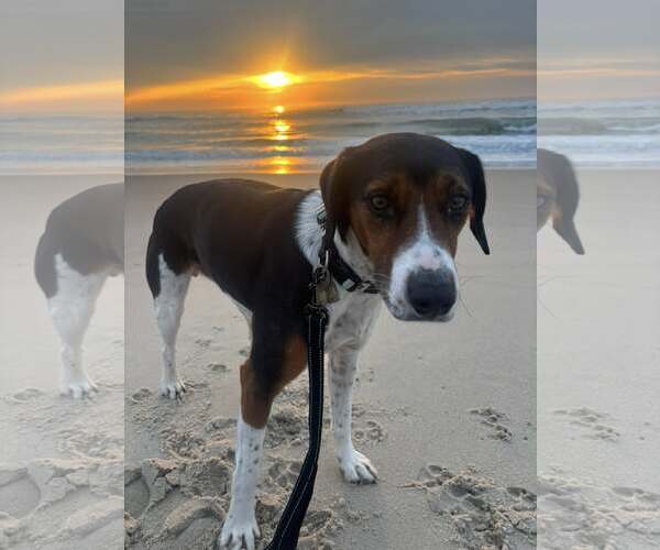 Medium Photo #11 Mutt Puppy For Sale in Oakhurst, NJ, USA