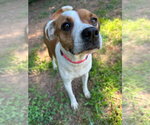 Small #4 Jack Russell Terrier Mix