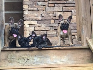 French Bulldog Puppy for sale in STONY POINT, NC, USA