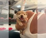Small #5 Mutt