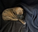 Puppy Puppy 8 Boxer