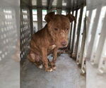 Small #20 American Pit Bull Terrier Mix